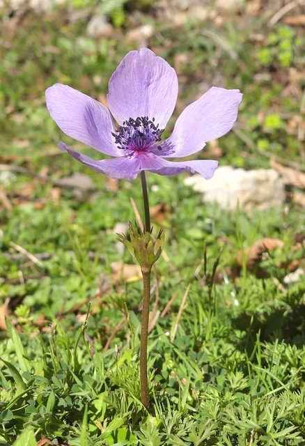 Anemone coronaria - provincia di Roma.